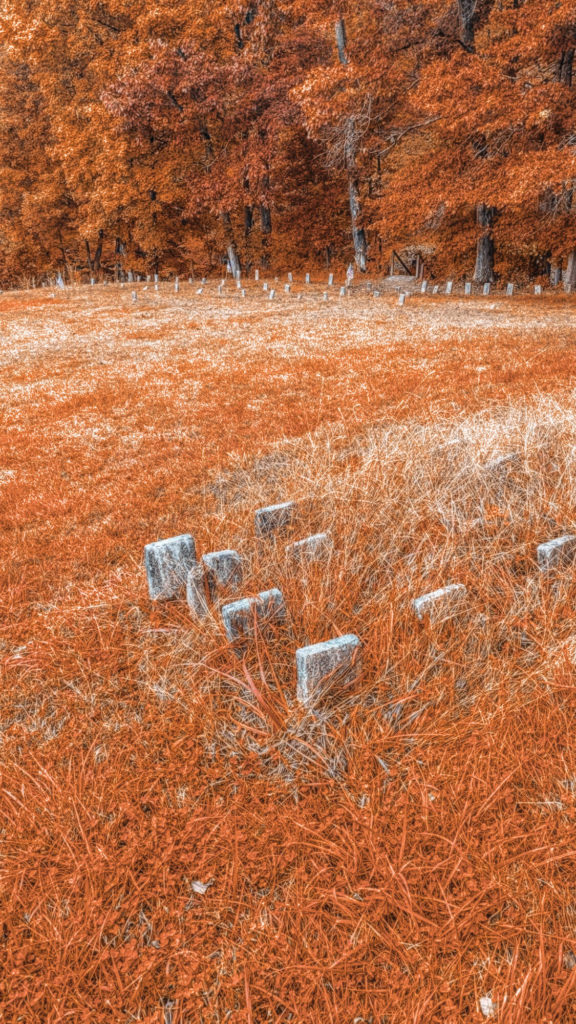 Several headstones in the Ridges cemetery surrounded by orange grass and orange trees.