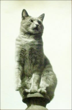 Cat sitting on a Pedestal